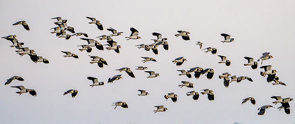 Lapwing 210125