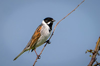 Reed Bunting