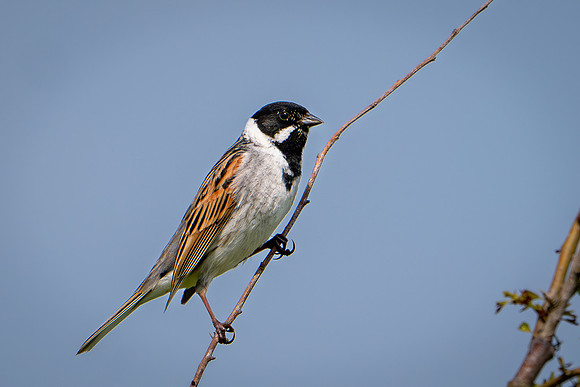 Reed Bunting