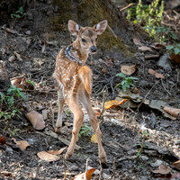 Spotted Deer Fawn