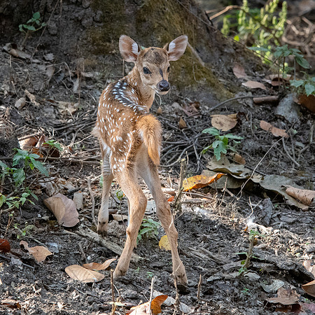 Spotted Deer Fawn