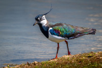 Lapwing 030625
