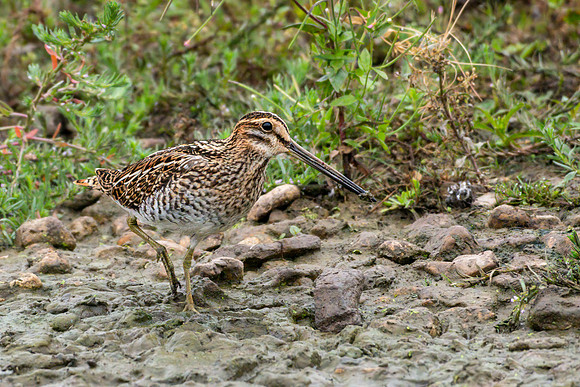 Common Snipe 090822 -4