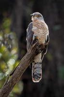 Common Hawk Cuckoo