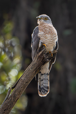 Common Hawk Cuckoo