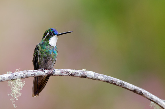White-throated Mountain Gem