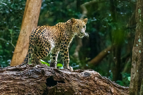 Young Leopard -2