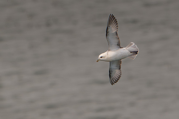 Fulmar -2
