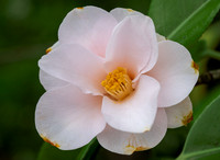 Camellia Hagoromo 020425
