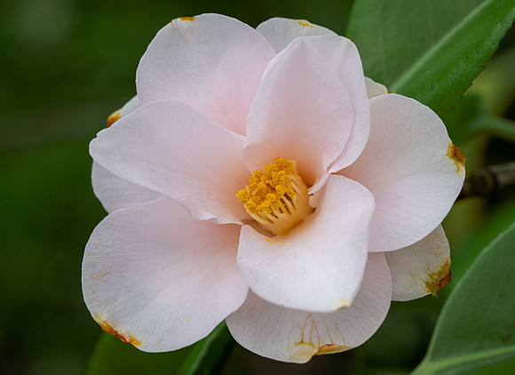 Camellia Hagoromo 020425