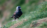 Jackdaw -1
