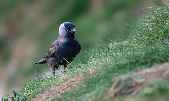 Jackdaw -1