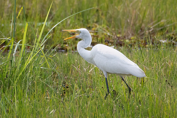 Intermediate Egret with Fish -2