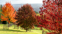 Batsford-11