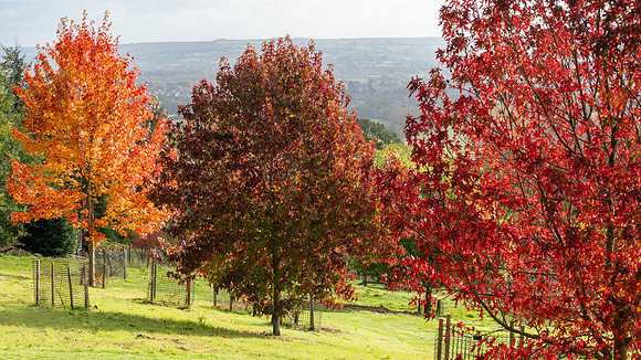 Batsford-11