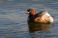 Little Grebe 070425