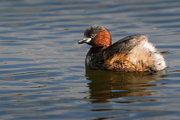 Little Grebe 070425