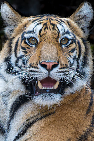 Tiger -10