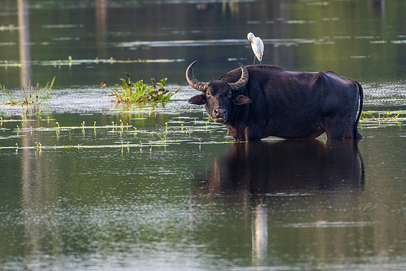Water Buffalo with Passenger