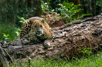 Young Leopard -1
