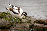 Avocet Courtship 030625