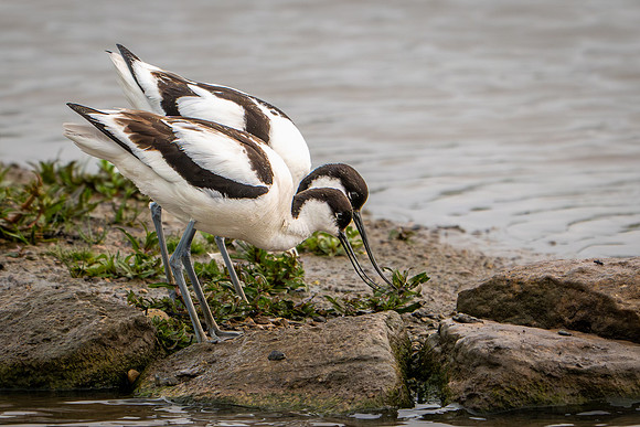 Avocet Courtship 030625