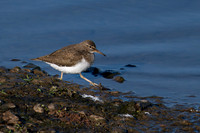Sandpiper 170425-2