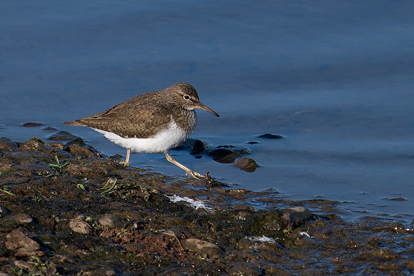 Sandpiper 170425-2