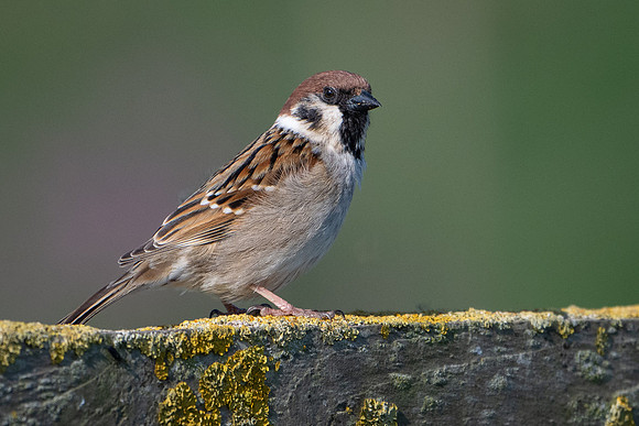 Tree Sparrow -1