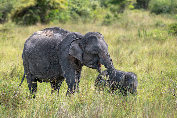 Indian Elephant with Calf -3