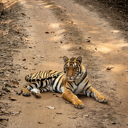Tiger -11