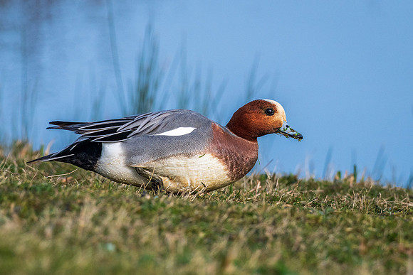 Wigeon 220322 -2