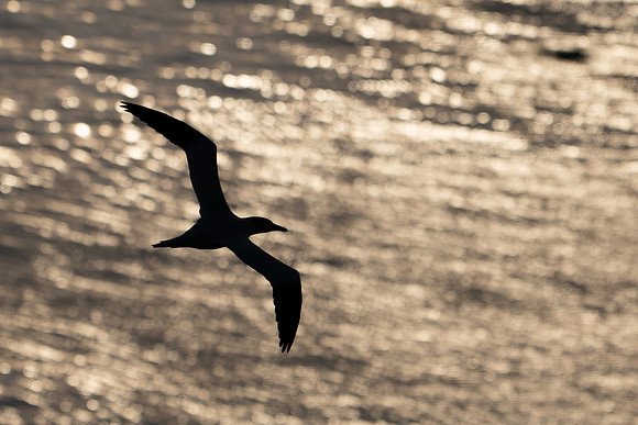Bempton-36