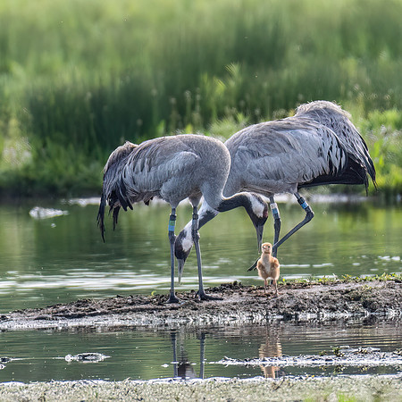 Eurasian Crane and Chicks 170522 -2