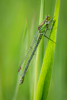 Emerald Damselfly 060625