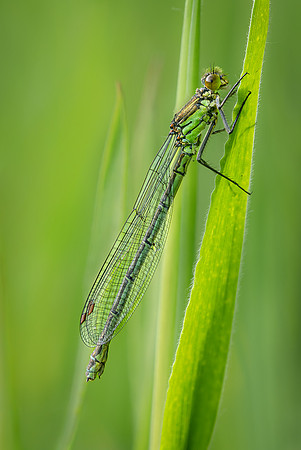 Emerald Damselfly 060625