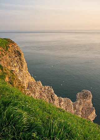 Bempton-162