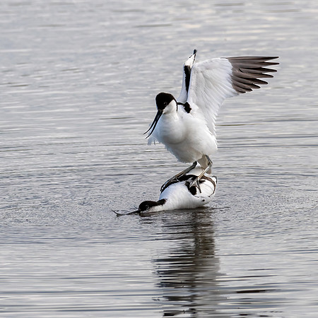 Avocets Mating 240522 -2