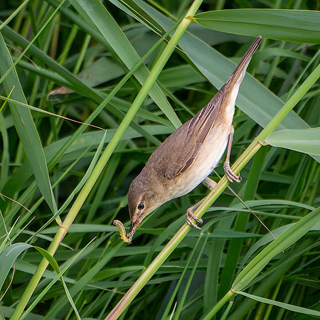 Reed Warble with Caterpillar 040624
