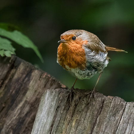 Robin 290622-1