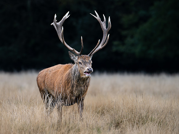 Red Deer Stag 141024-12