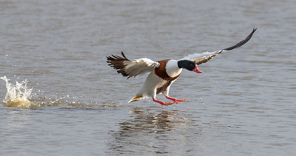 Shelduck 230222 -1