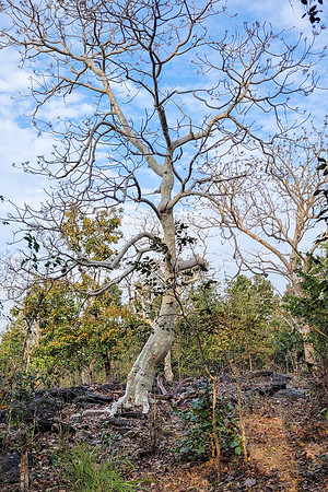 Ghost Tree