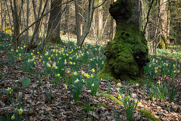 Kempley-7