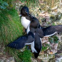 Razorbill -8
