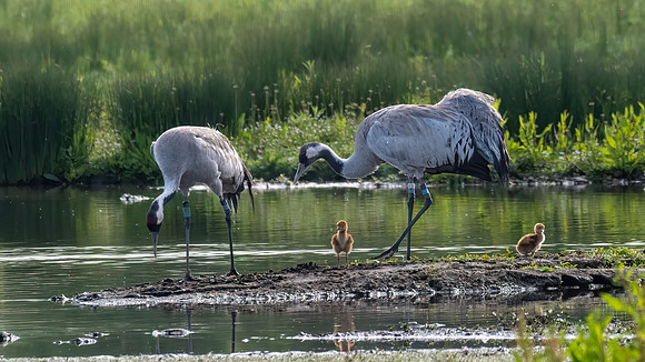 Eurasian Crane and Chicks 170522 -3