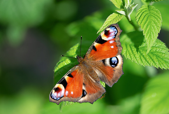 Peacock 290724-2