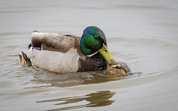 Mallards Mating 250325-2