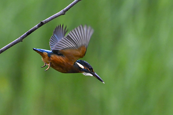Kingfisher 090724-7