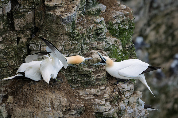 Bempton-79